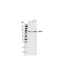 Cell Signaling Hsp90 (C45g5) Rabbit mAb (Hrp Conjugate)