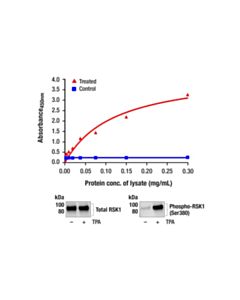 Cell Signaling Pathscan Phospho-Rsk1 (Ser380) Sandwich ELISA Kit