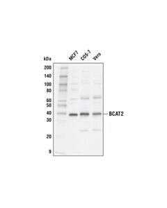 Cell Signaling BCAT2 (D8K3O) Rabbit mAb 20 uL