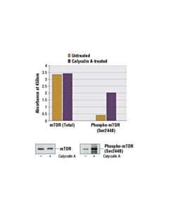 Cell Signaling Pathscan Phospho-Mtor (Ser2448) Sandwich ELISA Kit