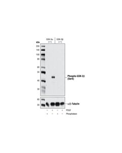 Cell Signaling Phospho-Gsk-3beta (Ser9) (D85e12) Xp ® Rabbit mAb (BSA And Azide Free)