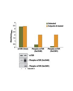 Cell Signaling Pathscan Phospho-Mtor (Ser2481) Sandwich ELISA Kit
