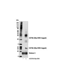 Cell Signaling CD79A (F3Z1H) Rabbit mAb