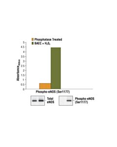 Cell Signaling Pathscan Phospho-Enos (Ser1177) Sandwich ELISA Kit