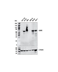 Cell Signaling Cgas (E5v3w) Rabbit mAb