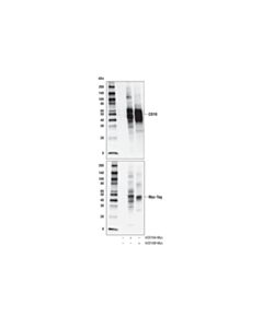 Cell Signaling CD16 (D5Q8N) Rabbit mAb 20 uL