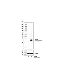 Cell Signaling V5-Tag (E9H8O) Mouse mAb 20 uL