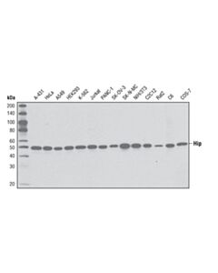 Cell Signaling Hip (10B7-C3) Mouse mAb 20 uL