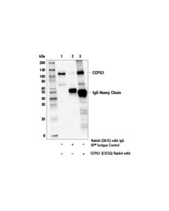 Cell Signaling Ccpg1 (E3c5g) Rabbit mAb
