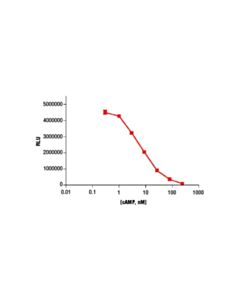 Cell Signaling Cyclic Amp Xp Chemiluminescent Assay Kit