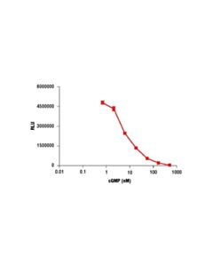 Cell Signaling Cyclic GMP Xp Chemiluminescent Assay Kit
