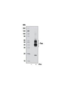 Cell Signaling Fas (4C3) Mouse mAb 20 uL