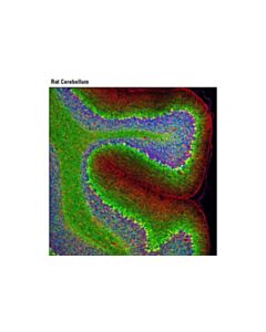 Cell Signaling Neurofilament-L (C28e10) Rabbit mAb (Alexa Fluor 488 Conjugate)