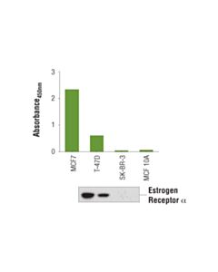 Cell Signaling Pathscan  Total Estrogen Receptor Alpha Sandwich ELISA Kit 
