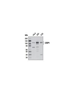 Cell Signaling Usp1 (D37b4) Rabbit mAb