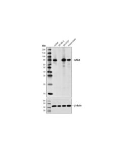 Cell Signaling GRK3 (D8G6V) Rabbit mAb 20 uL