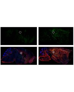 Cell Signaling CD16/CD32 (2.4G2) Rat mAb (IF Formulated)
