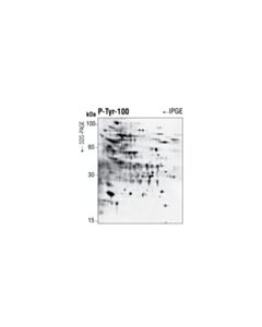 Cell Signaling Phospho-Tyrosine Mouse mAb (P-Tyr-100) (BSA And Azide Free)