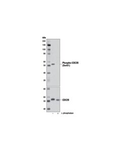 Cell Signaling Phospho-Cdc20 (Ser51) Antibody