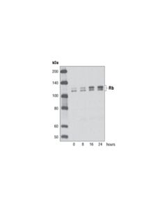 Cell Signaling Rb (D20) Rabbit mAb (BSA and Azide Free) 100 ug