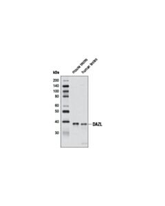Cell Signaling Dazl Antibody