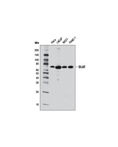 Cell Signaling DLAT (4A4-B6-C10) Mouse mAb (BSA and Azide Free)
