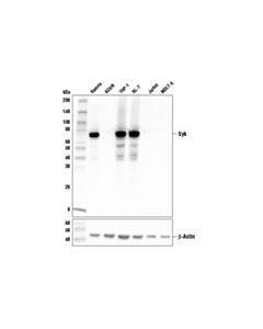 Cell Signaling Syk (4D10) Mouse mAb 20 uL