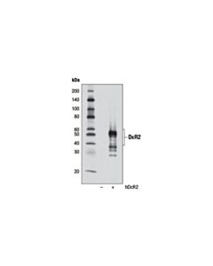 Cell Signaling Dcr2 (D13h4) Rabbit mAb