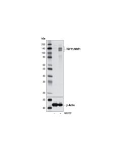 Cell Signaling TCF11/NRF1 (D5B10) Rabbit mAb 20 uL