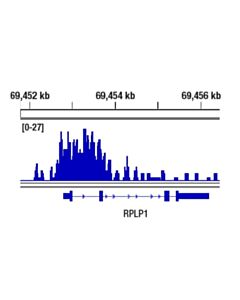 Cell Signaling Sin3a (D9d6) Rabbit mAb