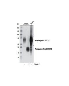 Cell Signaling Asct2 (D7c12) Rabbit mAb