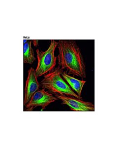 Cell Signaling Alpha-Tubulin (Dm1a) Mouse mAb (Alexa Fluor 488 Conjugate)