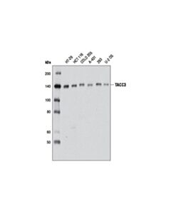 Cell Signaling TACC3 (D9E4) XP Rabbit mAb 20 uL