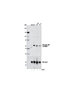 Cell Signaling Phospho-Akt (Thr308) (D25e6) Rabbit mAb (BSA And Azide Free)