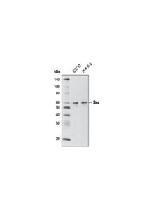 Cell Signaling Src (32g6) Rabbit mAb (Biotinylated)