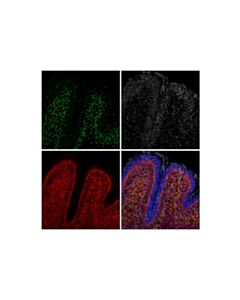 Cell Signaling NeuN (D4G4O) XP ® Mouse Chimeric mAb
