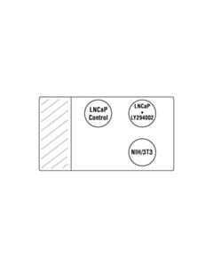 Cell Signaling Signalstain Akt Pathway Ihc Sampler Kit