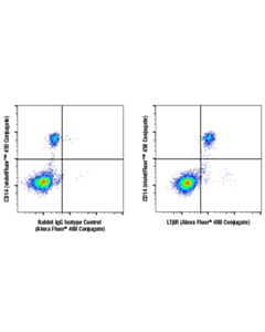 Cell Signaling Ltbetar (E5i6x) Rabbit mAbjugate)
