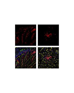 Cell Signaling Cd45 (D3f8q) Rabbit mAb (Alexa Fluor 647 Conjugate)