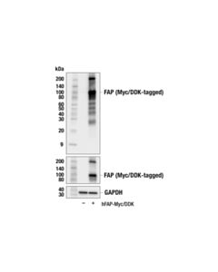 Cell Signaling FAP (F1A4G) Rabbit mAb (BSA and Azide Free) 100 ug