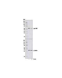 Cell Signaling 17-Aag