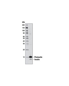 Cell Signaling Insulin (L6B10) Mouse mAb 20 uL