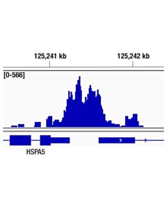 Cell Signaling Cyclin T1 (D1b6g) Rabbit mAb