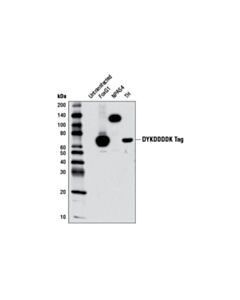 Cell Signaling DYKDDDDK Tag (9A3) Mouse Monoclonal Antibody (Binds to same epitope as Sigma-Aldrich Anti-FLAG M2 antibody)