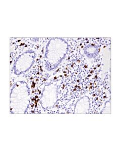 Cell Signaling Cd8alpha (D8a8y) Rabbit mAb (BSA And Azide Free)