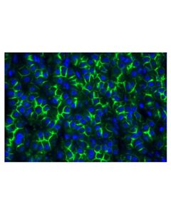 Cell Signaling N-Cadherin (D4r1h) Xp® Rabbit mAb (Alexa Fluor® 488 Conjugate)