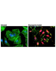 Cell Signaling Cleaved Caspase-3 (Asp175) (D3e9) Rabbit mAb (Alexa Fluor 594 Conjugate)