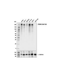 Cell Signaling PBRM1/BAF180 (E6N2K) Mouse mAb 20 uL