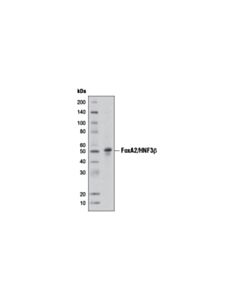 Cell Signaling Foxa2/Hnf3beta (D56d6) Xp Rabbit mAb