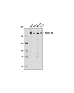 Cell Signaling Myosin IIc (D4A7) Rabbit mAb 20 uL